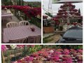 flowers-113520.jpg